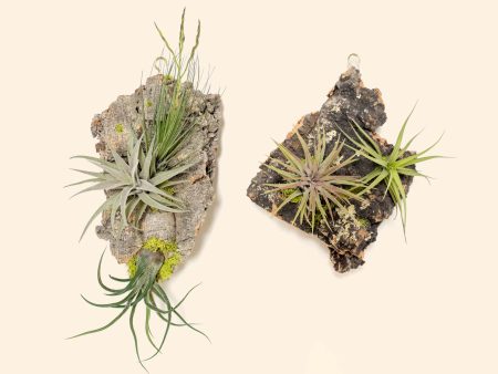 Wholesale: Fully Assembled Air Plant Cork Bark Displays - Small [Min Order 12] Online Sale