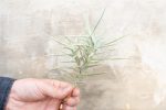 Wholesale: Tillandsia Paleacea Air Plant Singles and Clumps [Min Order 12] Supply