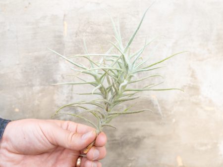 Wholesale: Tillandsia Paleacea Air Plant Singles and Clumps [Min Order 12] Supply