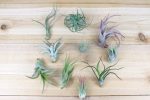 Sale: 25% Off - Grab Bag of Medium and Small Tillandsia Air Plants Fashion