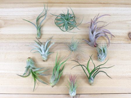 Sale: 25% Off - Grab Bag of Medium and Small Tillandsia Air Plants Fashion