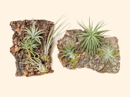 Fully Assembled Air Plant Cork Bark Displays - Multiple Sizes Online now