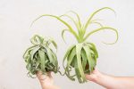 Wholesale: Jumbo Tillandsia Streptophylla Air Plants [Min Order 12] on Sale