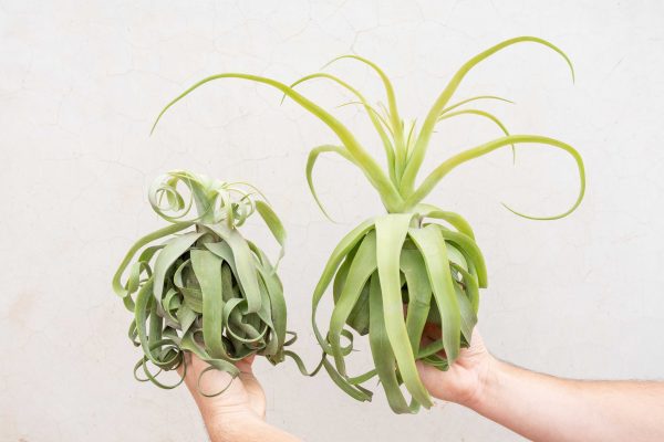 Wholesale: Jumbo Tillandsia Streptophylla Air Plants [Min Order 12] on Sale