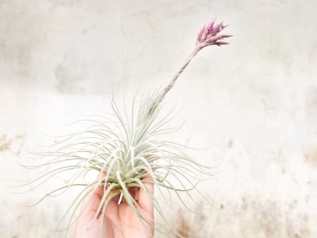 Overstock Special: XXL Tillandsia Tectorum Ecuador Air Plant for $12 Supply