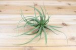 Wholesale: Tillandsia Concolor Air Plants [Min Order 12] Cheap