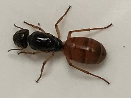 Ant Queen Camponotus from Canberra sp yellow Tail (yet unidentified) Online Sale