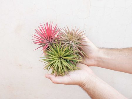 Sale: 40% Off - XL Tillandsia Ionantha Rubra Air Plants [10 or 20 Pack] Supply