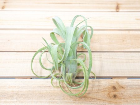 Tillandsia Curly Slim  Air Plants [1, 3 or 5 Pack] Online Sale