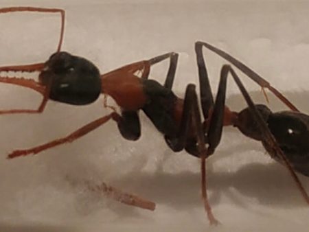 Ant Queen Bullant  Myrmecia  Nigrocinta Online Hot Sale