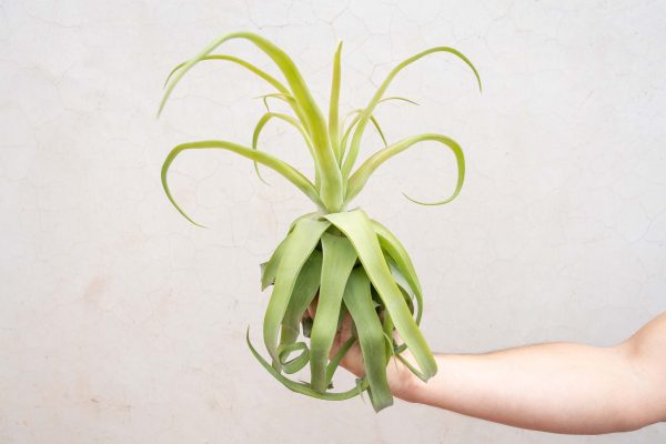 Wholesale: Jumbo Tillandsia Streptophylla Air Plants [Min Order 12] on Sale