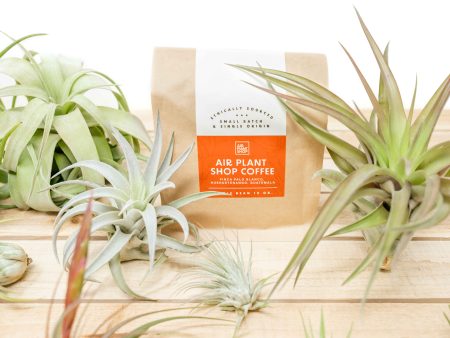 Air Plant Shop Coffee + Tillandsia Air Plant Combos Online now