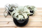 Wholesale: Black Glazed Terracotta Pot with Tillandsia Xerographica Air Plant [Min Order 12] Online