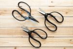 Wholesale: Tillandsia Air Plant Bonsai Pruning Scissors [Min Order 6] For Cheap