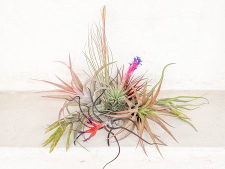 Sale: 50% Off - Hand Selected Color, Blush & Bud Air Plants [10 or 20 Pack] For Sale