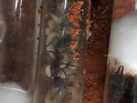 Brood Boost Myrmecia Pyriformis. For Cheap