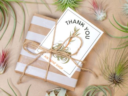 Wholesale: Blooming Xerographica Illustration Gift & Thank You Cards [Min Order 12] Fashion