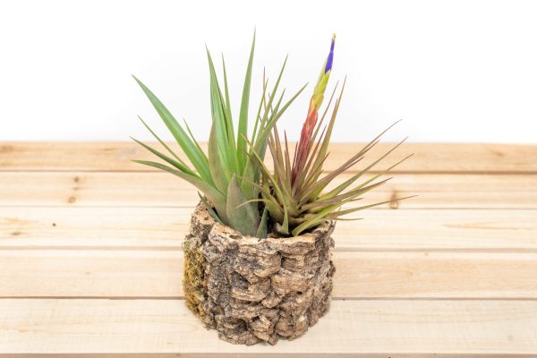 Wholesale: Natural Cork Bark Planters with Choice of Tillandsia Air Plants Supply