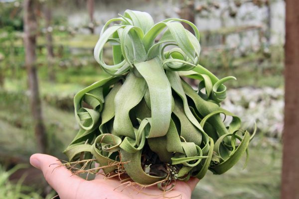 Wholesale: Jumbo Tillandsia Streptophylla Air Plants [Min Order 12] on Sale