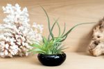 Wholesale: Fully Assembled Tillandsia Air Plant Garden in Black Glazed Dish [Min Order 12] Cheap