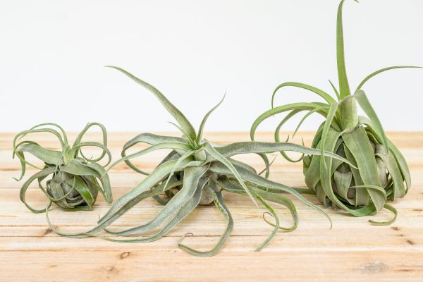 Overstock Special: 3 for $15 Medium Tillandsia Streptophylla Air Plants [3, 6 or 9 Pack] Fashion