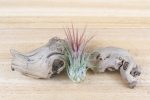 Tillandsia Ionantha Collection of 3 Air Plants Online Hot Sale