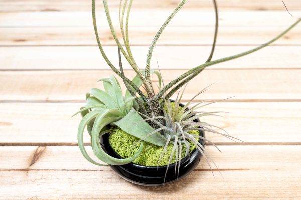 Wholesale: Mini Black Glazed Tillandsia Air Plant Dish [Min Order 12] Sale