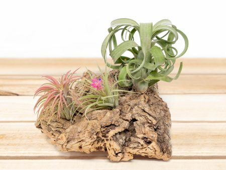 Medium Tabletop Cork Bark Display with 3 Tillandsia Air Plants Fashion