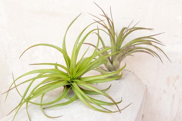 Wholesale: XL Tillandsia Abdita Air Plants   7-9 Inches Tall [Min Order 12] For Sale