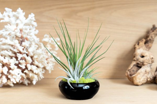 Wholesale: Fully Assembled Tillandsia Air Plant Garden in Black Glazed Dish [Min Order 12] Cheap