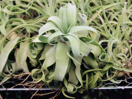 Overstock Special: 3 for $15 Medium Tillandsia Streptophylla Air Plants [3, 6 or 9 Pack] Fashion