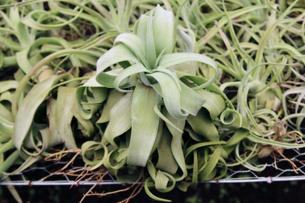 Overstock Special: 3 for $15 Medium Tillandsia Streptophylla Air Plants [3, 6 or 9 Pack] Fashion