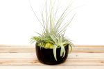 Wholesale: Large Fully Assembled Air Plant Bowl Garden [Min Order 6] Hot on Sale