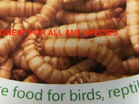 live meal worms 25 grams or 100 grams or Bulk Supply