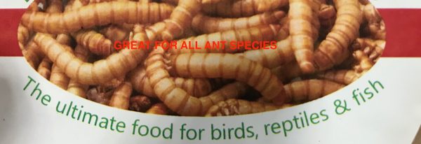 live meal worms 25 grams or 100 grams or Bulk Supply