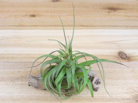 Wholesale: Tillandsia Streptophylla Hybrid  Eric Knoblock  Air Plants [Min Order 12] Online Sale