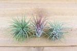 Wholesale: Large Tillandsia Ionantha Guatemala Air Plants [Min Order 12] on Sale