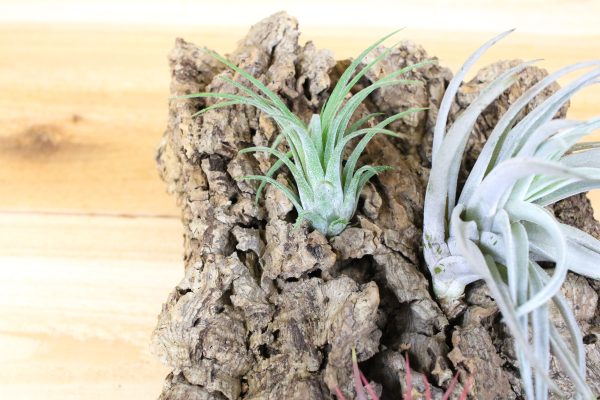 Sale: 30% Off - Medium Virgin Cork Bark with 3 Tillandsia Air Plants - Approximately 7 X 9 Inches with Glue [3 or 6 Pack] Supply