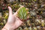 Wholesale: Jumbo Tillandsia Ionantha Guatemala  Macho  Air Plants [Min Order 12] Sale