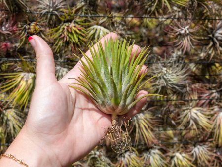 Wholesale: Jumbo Tillandsia Ionantha Guatemala  Macho  Air Plants [Min Order 12] Sale