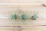 Wholesale: Tillandsia Argentea Thin  -  Fuchsii v Gracilis   Air Plants [Min Order 12] Online now