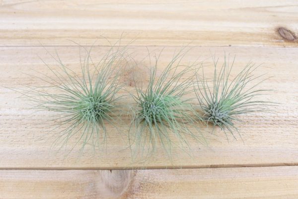 Wholesale: Tillandsia Argentea Thin  -  Fuchsii v Gracilis   Air Plants [Min Order 12] Online now