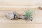 Wholesale: Tillandsia Argentea Thin  -  Fuchsii v Gracilis   Air Plants [Min Order 12] Online now