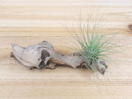 Wholesale: Tillandsia Argentea Thin  -  Fuchsii v Gracilis   Air Plants [Min Order 12] Online now