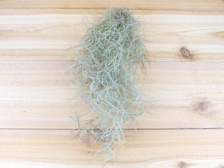 Sale: 25% Off - Guatemala Gray Spanish Moss Usneiodes 1 foot strand with wire [3 or 6 Pack] For Discount