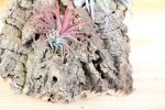 Sale: 30% Off - Medium Virgin Cork Bark with 3 Tillandsia Air Plants - Approximately 7 X 9 Inches with Glue [3 or 6 Pack] Supply