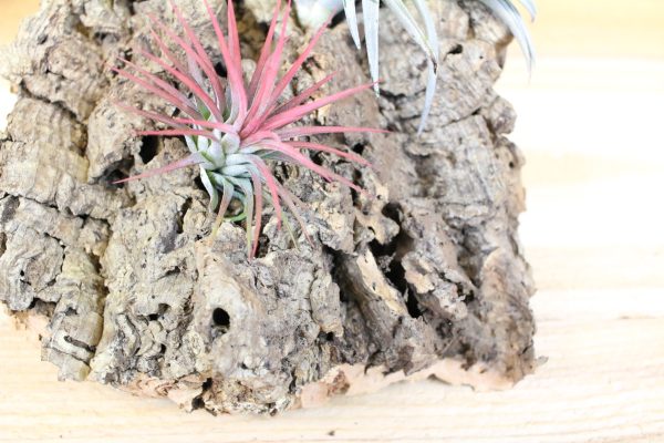 Sale: 30% Off - Medium Virgin Cork Bark with 3 Tillandsia Air Plants - Approximately 7 X 9 Inches with Glue [3 or 6 Pack] Supply