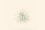 3 Small Tillandsia Tectorum Ecuador Air Plants for $14 Hot on Sale