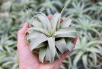 Wholesale Special: Small Tillandsia Xerographica Air Plants   4-5 Inches Across [Min Order 36] For Sale