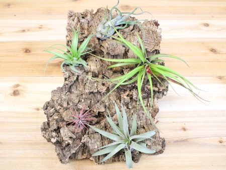 Sale: 30% Off - Large Virgin Cork Bark with 5 Tillandsia Air Plants - Approximately 10 X 16 Inches with Glue [3 or 6 Pack] on Sale